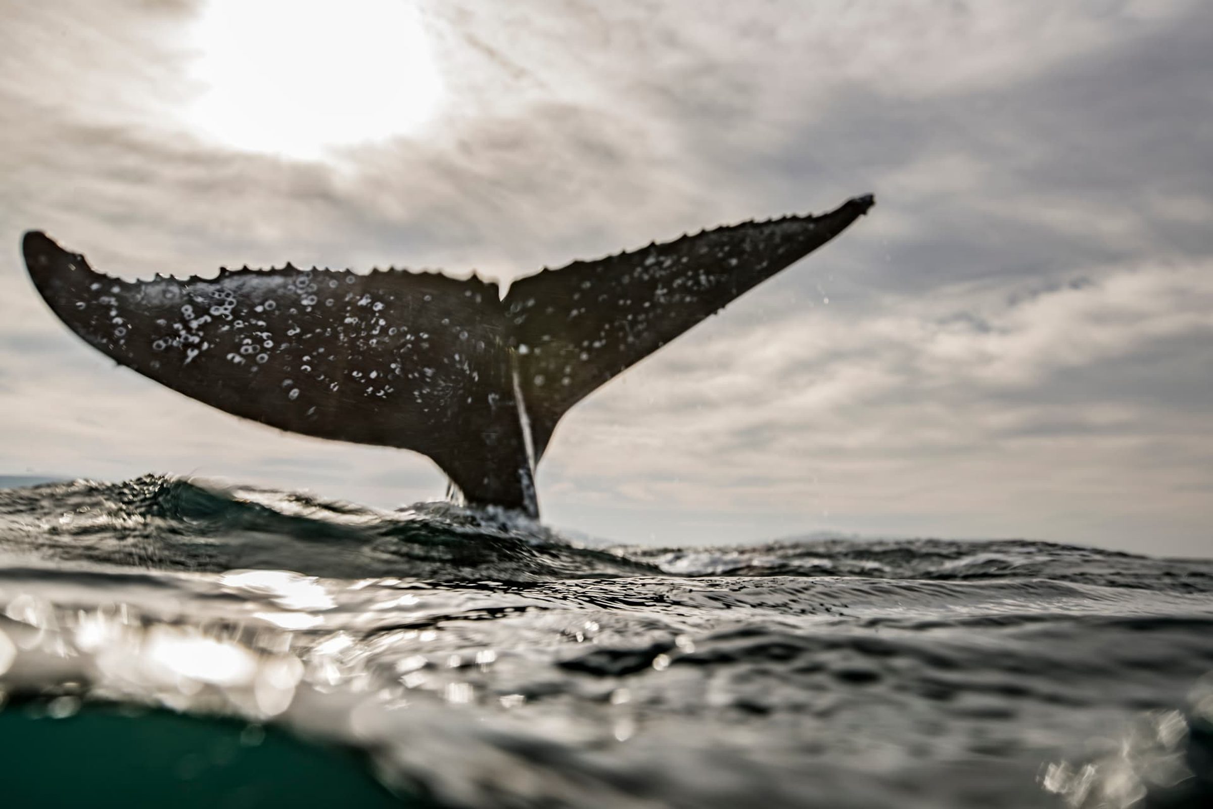 Humpback whale fluke rising from the open ocean — Bitcoin holders who buy and hold without a risk strategy