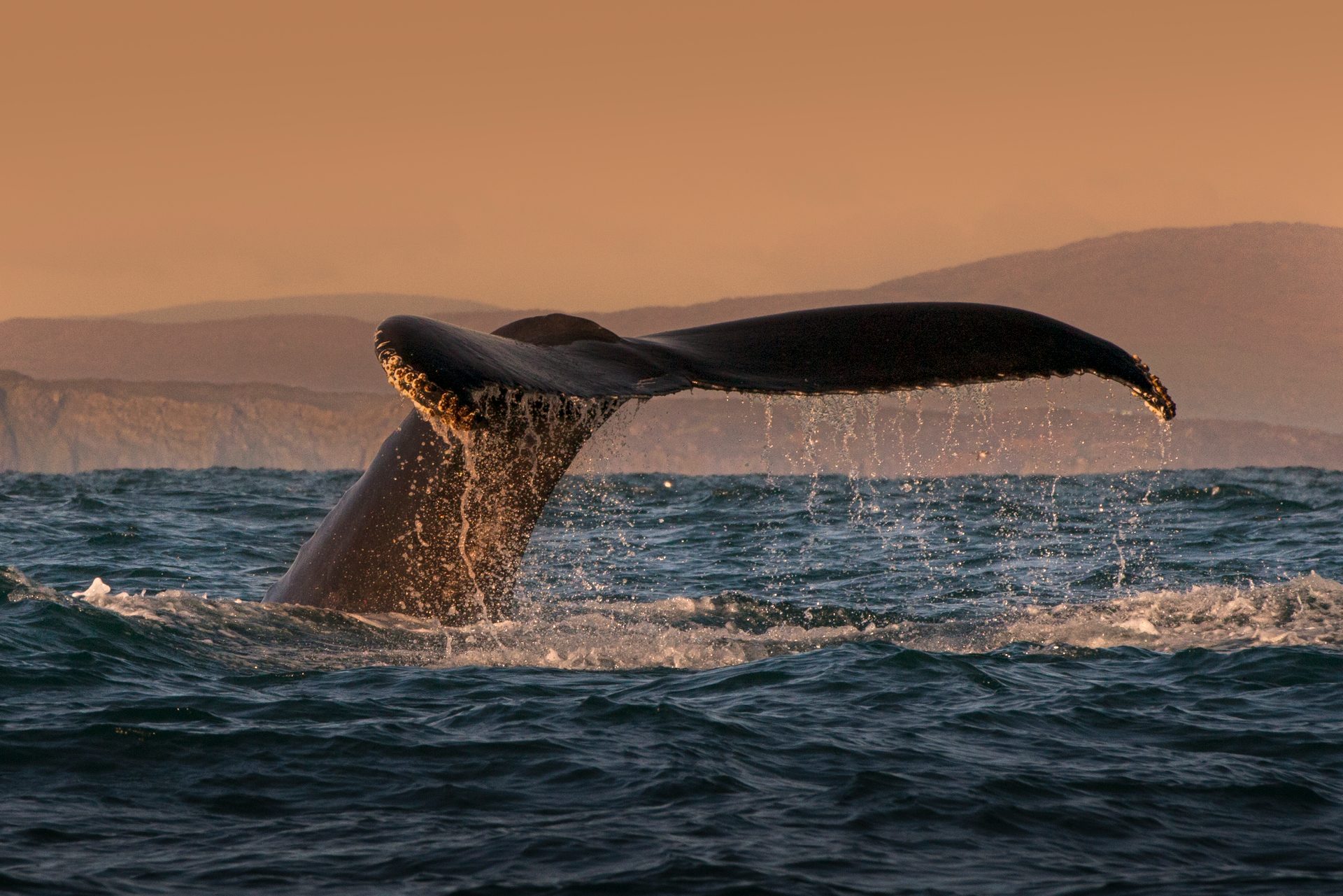 Deep ocean whale imagery representing large Bitcoin holders — MCG Private Client advisory